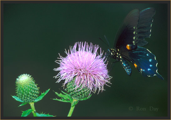 Pipevine Swallowtail Butterfly on Thistle