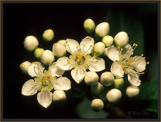 Blossom on Scarlet Firethorn (Pyracantha coccinea) 