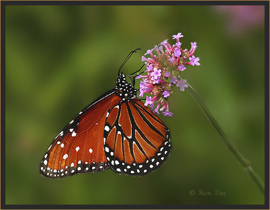 Queen Butterfly (Danaus gilippus)