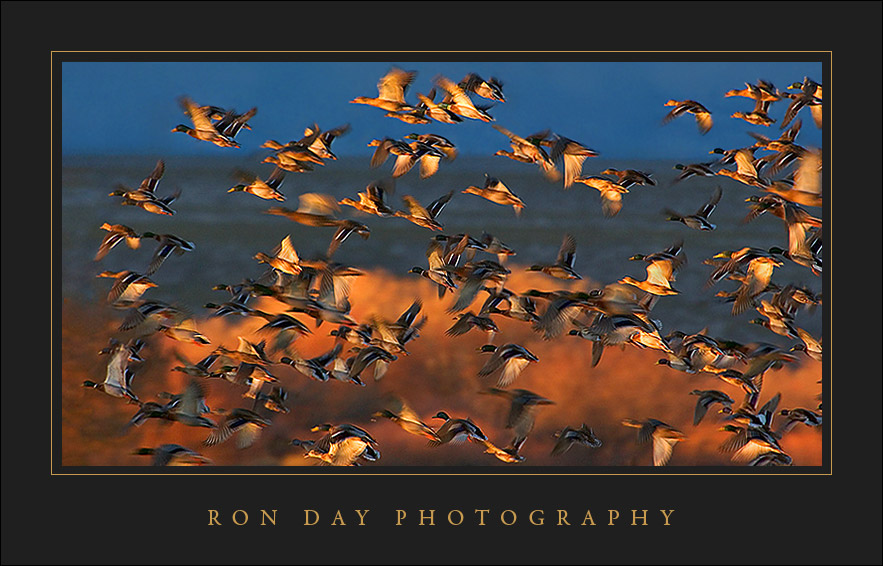 Mallards at sunset, Bosque del Apache 