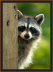 Raccoon Peeking