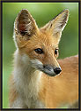 Red Fox 265 Thumbnail