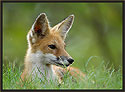 Red Fox 141 Thumbnail