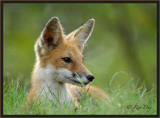 Young Red Fox Lying, (Vulpes vulpes)