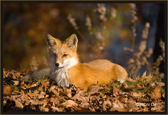 Red Fox in Leaves, (Vulpes vulpes)