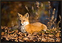 Red Fox 2778 Thumbnail