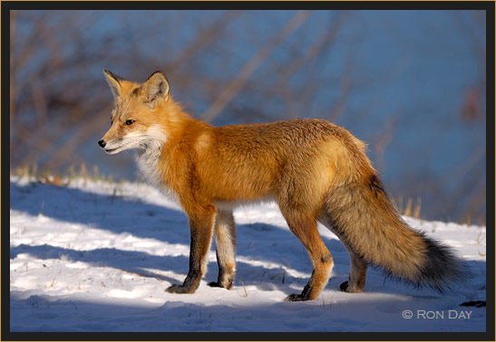 Red Fox in Snow, (Vulpes vulpes)