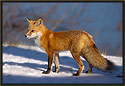 Red Fox 2881 Thumbnail