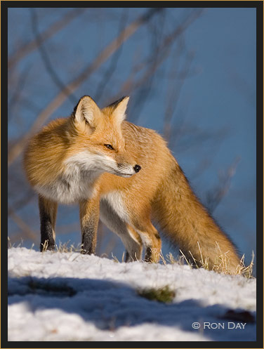 Red Fox on Snow, (Vulpes vulpes)