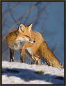 Red Fox 2882 Thumbnail