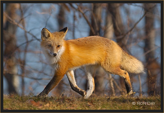Young Red Fox Trotting, (Vulpes vulpes)