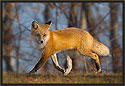 Red Fox 2905 Thumbnail
