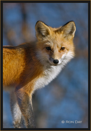 Red Fox (Vulpes vulpes)