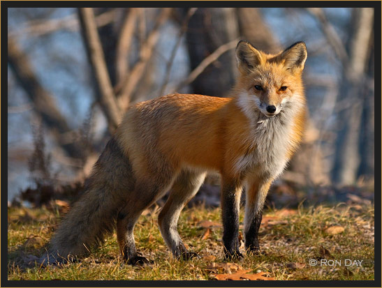 Red Fox, (Vulpes vulpes), Oklahoma