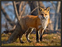Red Fox 2909 Thumbnail
