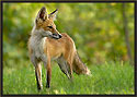 Red Fox 432 Thumbnail