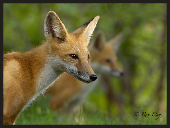 Red Fox (Vulpes vulpes)