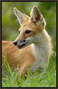 Red Fox 647 Thumbnail