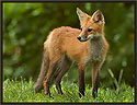 Red Fox 7322 Thumbnail