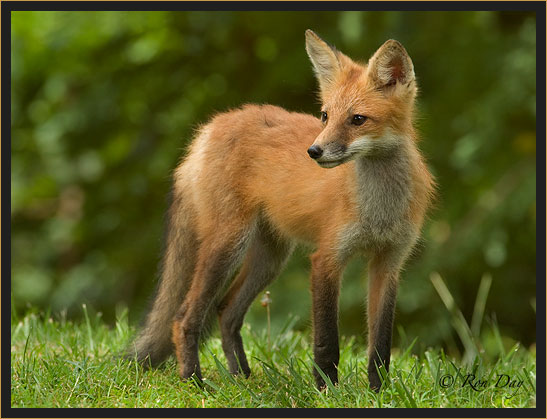 Young Red Fox, (Vulpes vulpes)