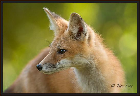 Young Red Fox (Vulpes vulpes)