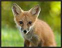 Red Fox 7532 Thumbnail