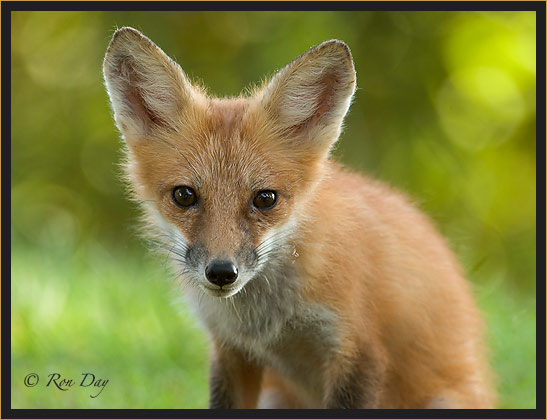 Young Red Fox Portrait, (Vulpes vulpes)