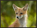 Red Fox 7574 Thumbnail