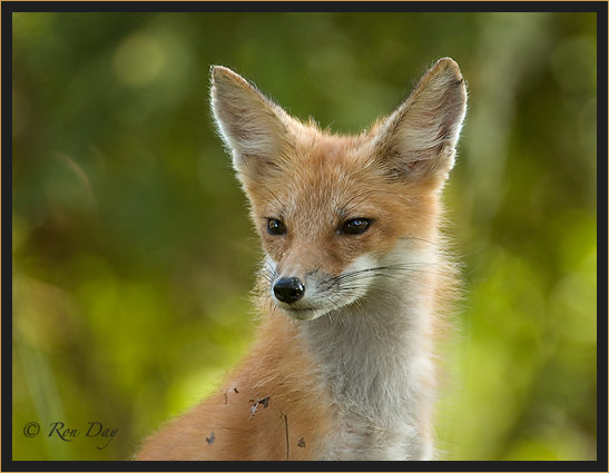 Young Red Fox Portrait, (Vulpes vulpes)