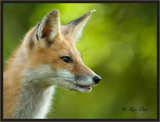 Young Red Fox Portrait (Vulpes vulpes)