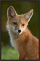 Red Fox 7652 Thumbnail