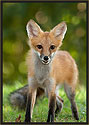 Red Fox 7712 Thumbnail