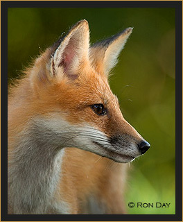 Red Fox Profile