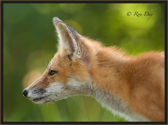 Red Fox Profile, (Vulpes vulpes)