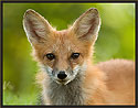 Red Fox 7963 Thumbnail