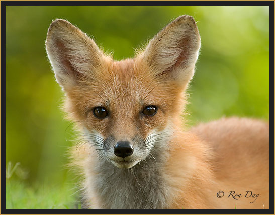 Young Red Fox, (Vulpes vulpes)