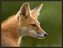 Red Fox 8037 Thumbnail
