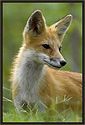 Red Fox 850 Thumbnail