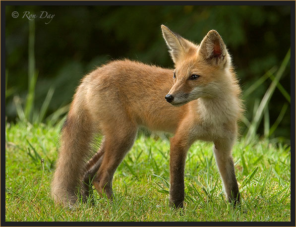 Young Red Fox, (Vulpes vulpes)