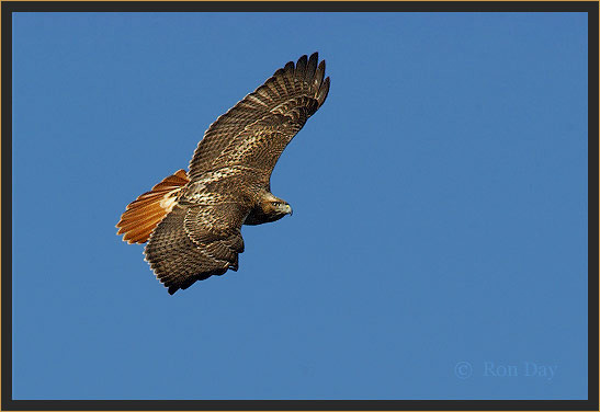 Red-tailed Hawk (Buteo jamaicensis)