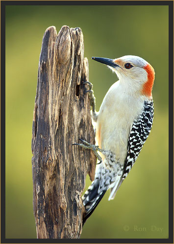 Red-bellied Woodpecker (Centurus carolinus), Female