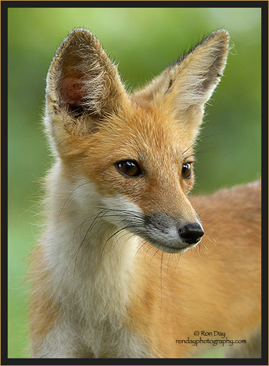 Young Red Fox by Ron Day