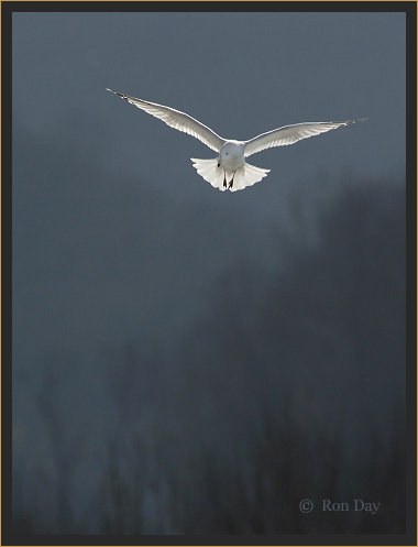 Ring-billed Gull (Larus delawarensis)