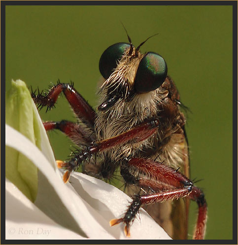 Robber Fly (Tolmerus), on Periwinkle