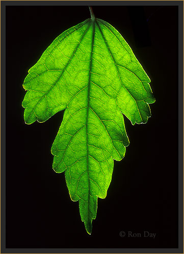 Backlit leaf (Hibiscus syriacus)