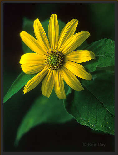 Wildflower in the Sunflower Family