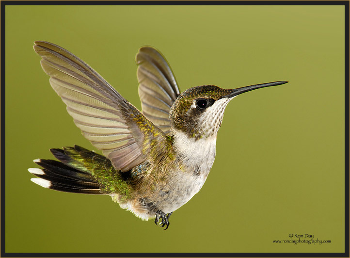 Ruby-throated Hummingbird (Archilochus colubris), juvenile