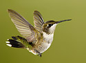 Hummingbird 7851