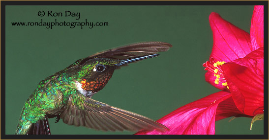 Ruby-throated Hummingbird, Male, at Hibiscus