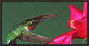 Ruby-throated Hummingbird III